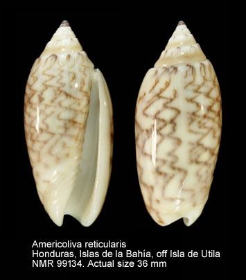 Americoliva reticularis