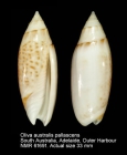 Oliva australis pallescens