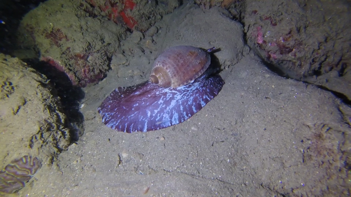 Tonna pennata Venezuela