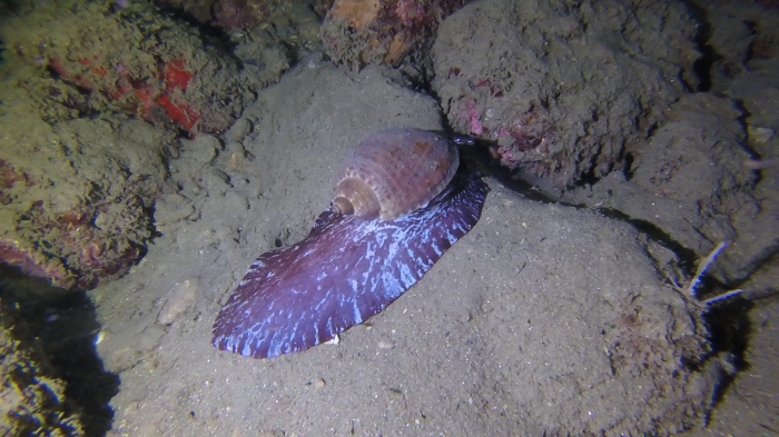 Tonna pennata Venezuela