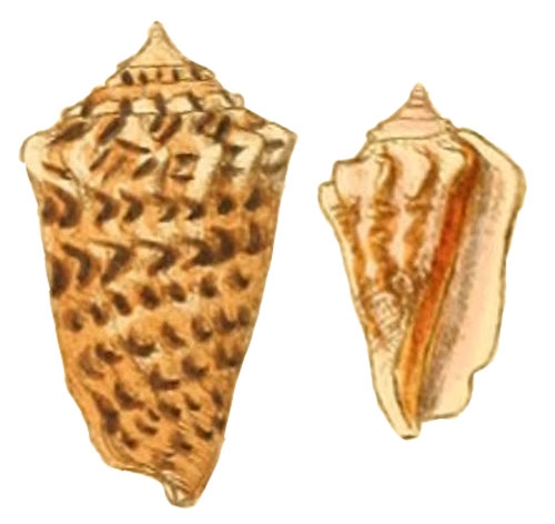 Strombus coniformis as represented by Sowerby, 1842, pl. VII, fig. 55, 61 Strombus coniformis as represented by Sowerby, 1842, pl. VII, fig. 55, 61