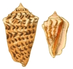 Strombus coniformis as represented by Sowerby, 1842, pl. VII, fig. 55, 61 