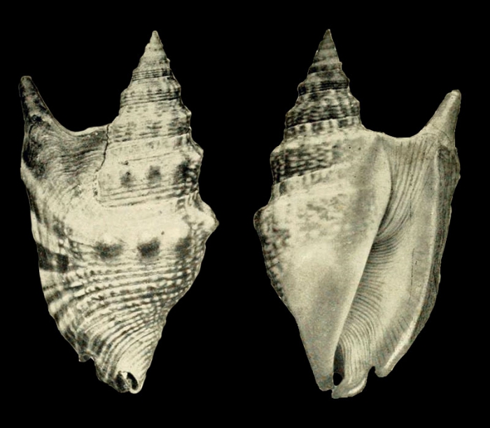 Strombus hawaiensis as represented by Pilsbry, 1918, pl. 22, fig. 1, 2 Strombus hawaiensis as represented by Pilsbry, 1918, pl. 22, fig. 1, 2