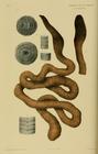 Megascolides australis McCoy original plate