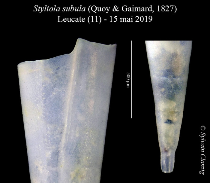 Styliola subula 