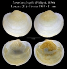 Loripinus fragilis (Philippi, 1836)