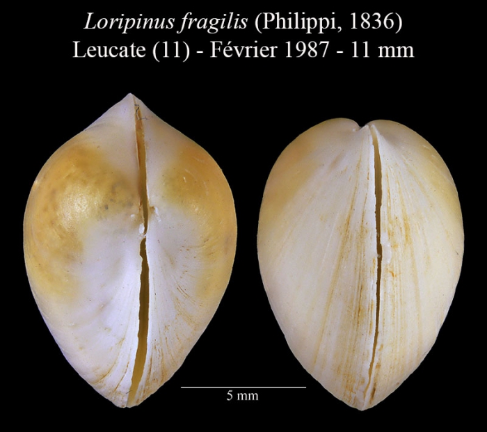 Loripinus fragilis (Philippi, 1836)