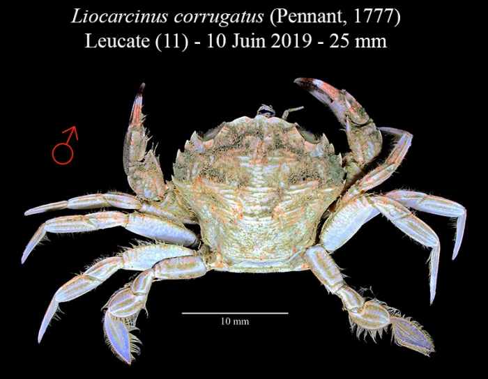 Liocarcinus corrugatus Liocarcinus corrugatus