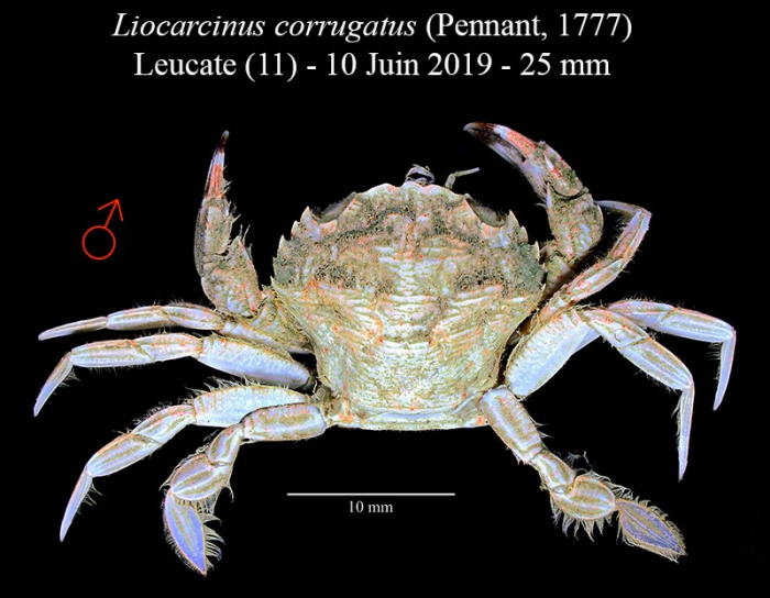 Liocarcinus corrugatus