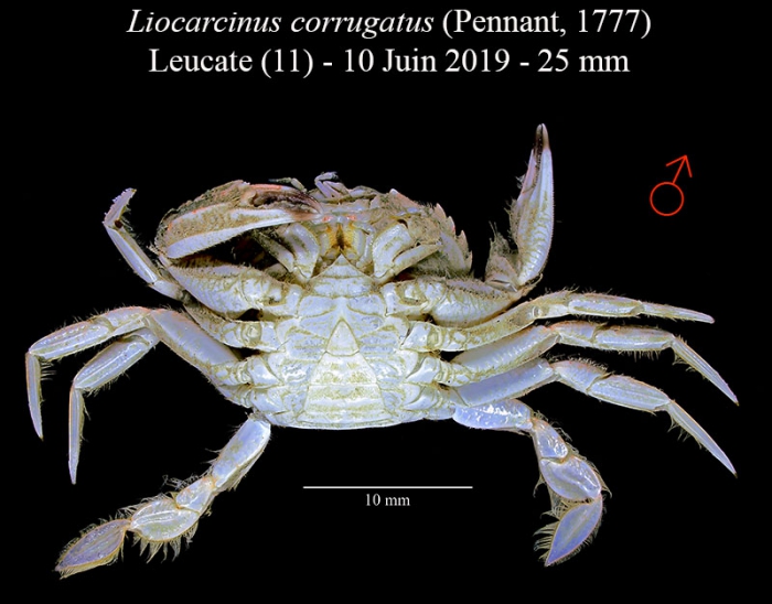 Liocarcinus corrugatus Liocarcinus corrugatus