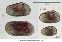 Podocopina