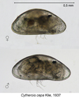 Podocopina