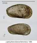 Leptocythere devexa Schornikov, 1966