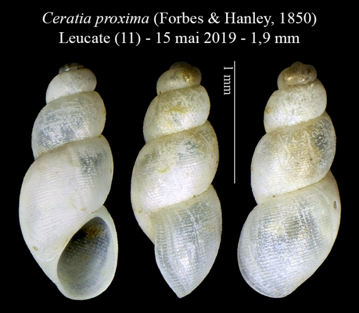 Ceratia proxima