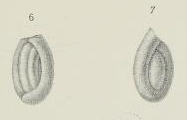 Trochammina robertsoni Brady, 1876