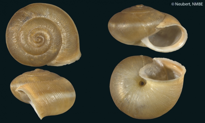 Metafruticicola (Rothifruticicola) nicosiana viglensis Metafruticicola (Rothifruticicola) nicosiana viglensis
