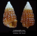 Caenogastropoda