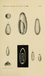 Nevillina coronata (Millett, 1898)