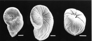 Floresina amphiphaga Hallock & Talge, 1994