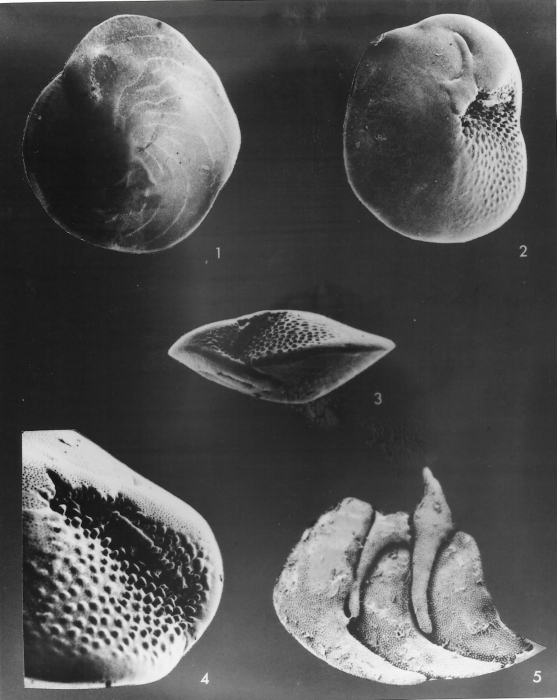 Amphistegina lessoni d'Orbigny in Deshayes, 1830 Amphistegina lessoni d'Orbigny in Deshayes, 1830