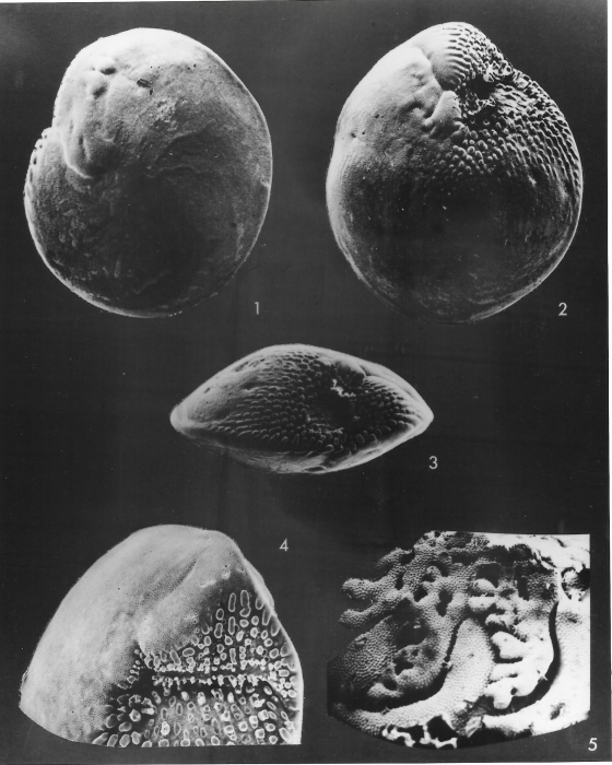Amphistegina lobifera Larsen, 1976