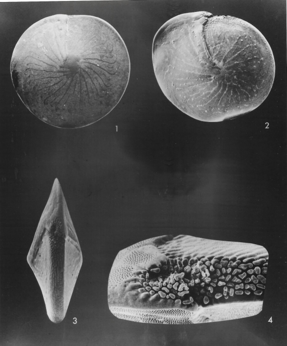 Amphistegina radiata (Fichtel & Moll, 1798) Amphistegina radiata (Fichtel & Moll, 1798)