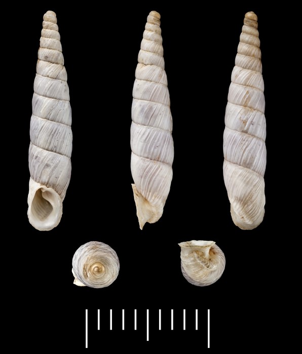 Clausilia hedenborgi L. Pfeiffer, 1850