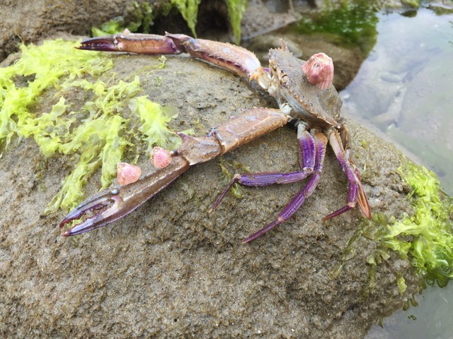 Portunus xantusii at Ventura, CA