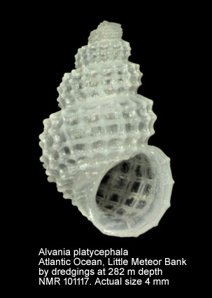 Alvania platycephala