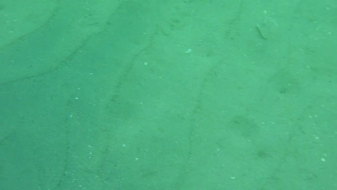 Urotrygon chilensis (Günther, 1872) 