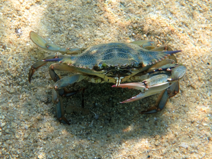 Callinectes sapidus