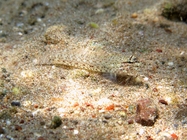 Gobius incognitus