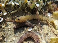 Gobius incognitus