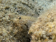 Gobius incognitus