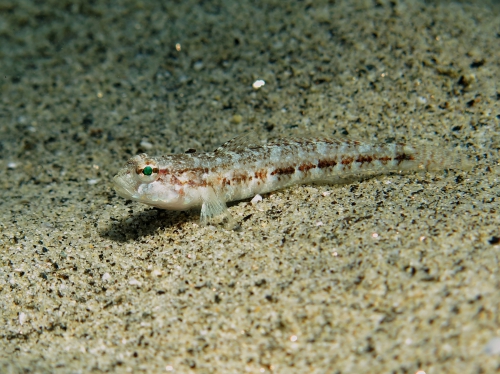 Gobius roulei