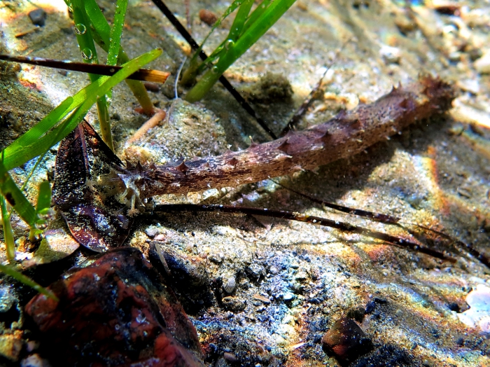 Holothuria impatiens