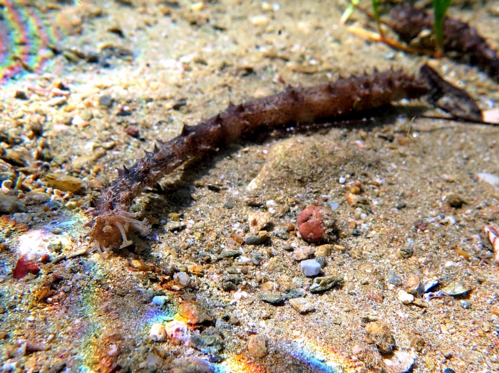 Holothuria impatiens