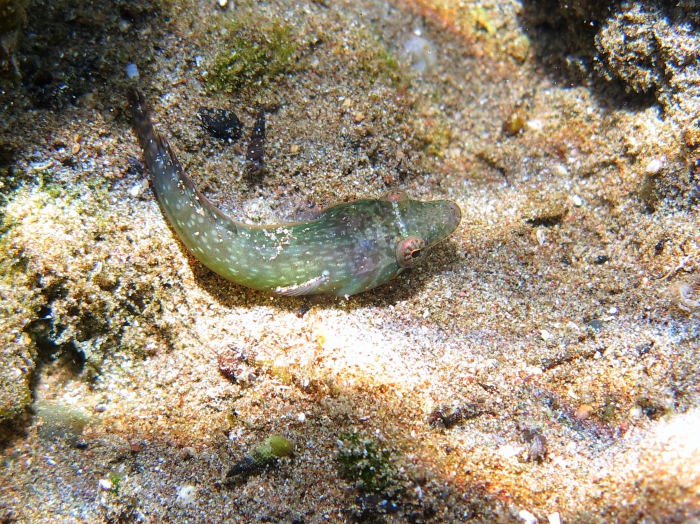 Lepadogaster candolii Lepadogaster candolii