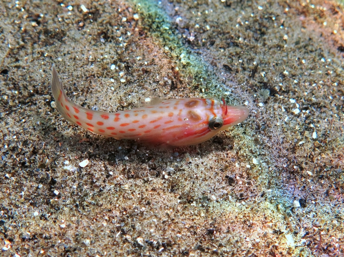 Lepadogaster lepadogaster Lepadogaster lepadogaster