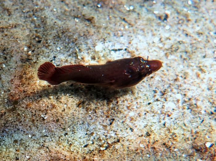 Lepadogaster lepadogaster (juvenile) Lepadogaster lepadogaster (juvenile)