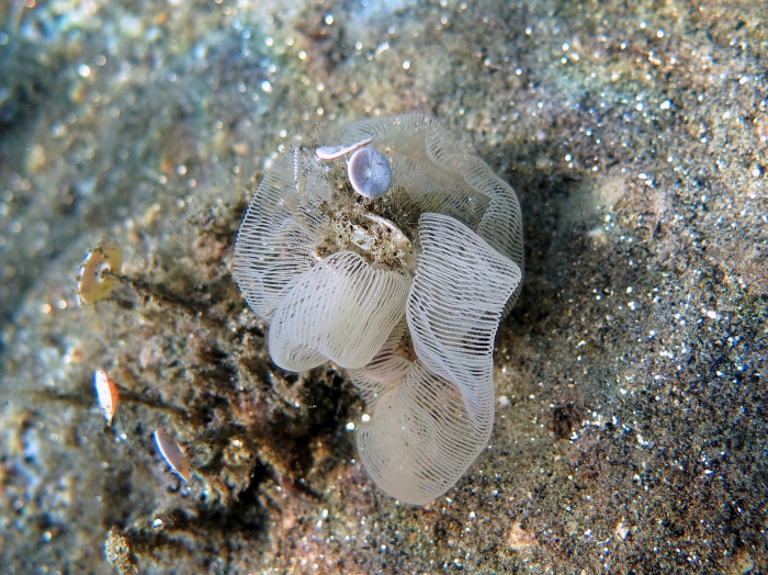 Pleurobranchaea meckeli (eggs)