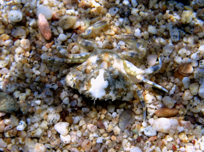Portumnus lysianassa Portumnus lysianassa