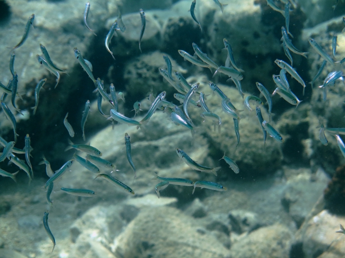 Sardina pilchardus Sardina pilchardus
