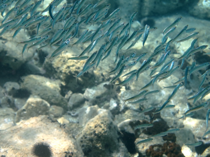 Sardina pilchardus Sardina pilchardus
