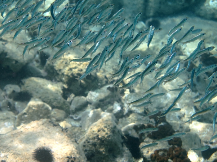 Sardina pilchardus