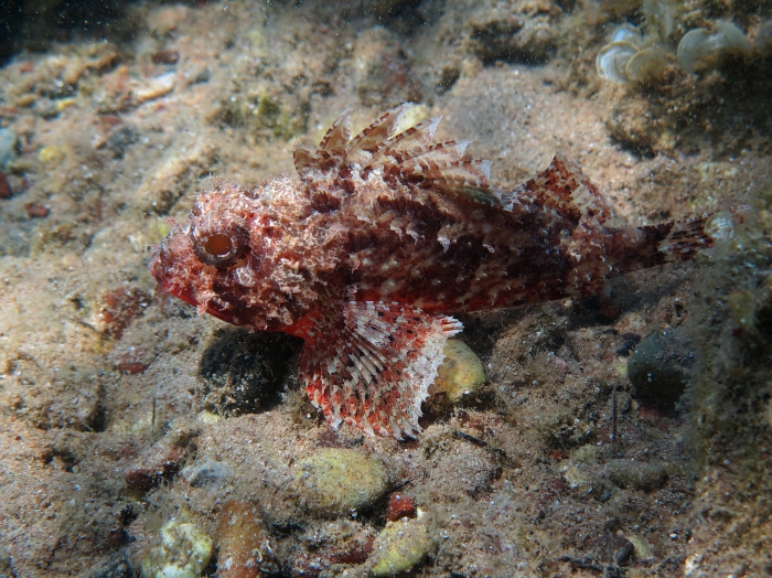 Scorpaena notata Scorpaena notata