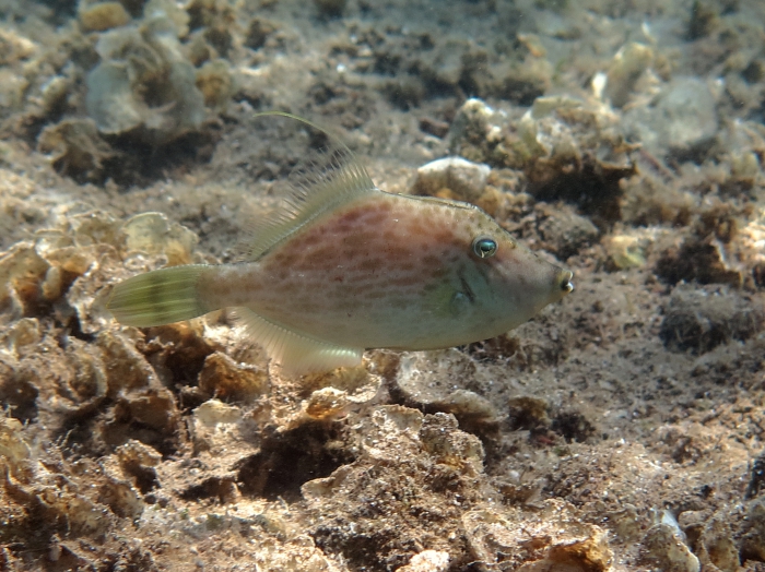 Stephanolepis diaspros Stephanolepis diaspros