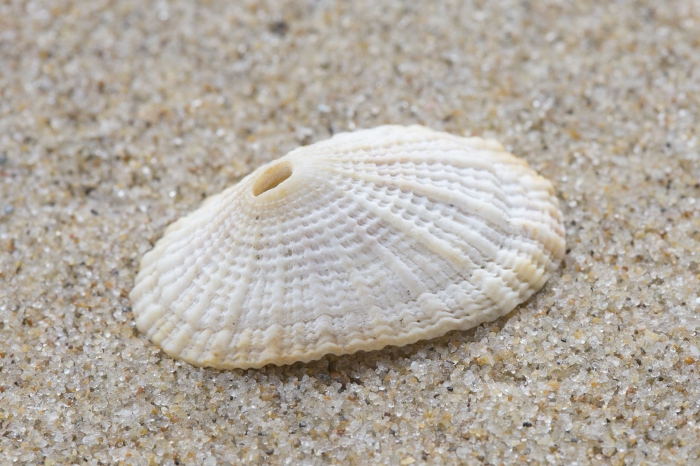 Fossile shell common keyhole limpet