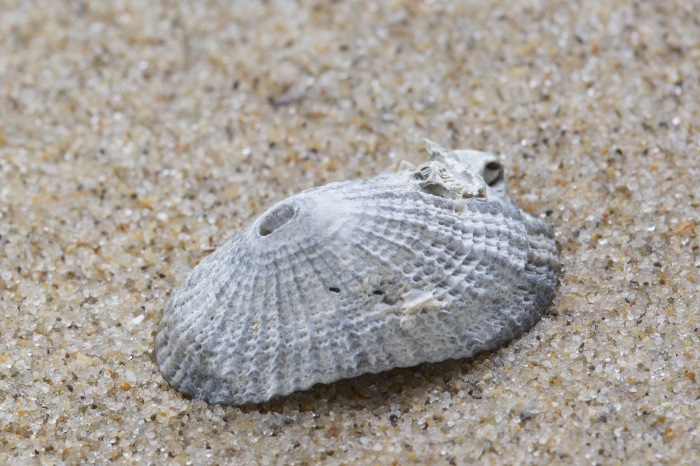 Fossile shell common keyhole limpet