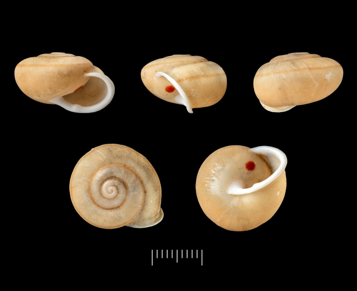 Helix brevidens G. B. Sowerby I, 1841